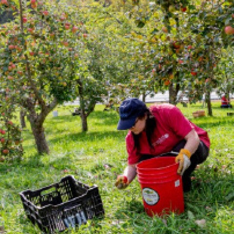 King Arthur volunteer gleaning apples