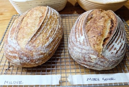 To loaves of sourdough bread on a cooling rack, one labeled more sour, one labeled less sour.