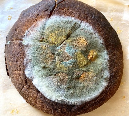 Loaf of eye bread baked in a Dutch oven and then left there until it turned moldy, with a beautiful pastel array of different molds across its surface