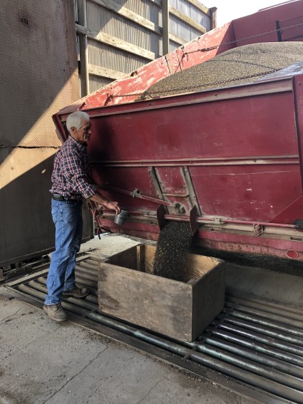 A large red trailer dumping buckwheat for processing