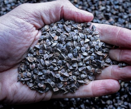 Buckwheat seeds, small, triangular and black