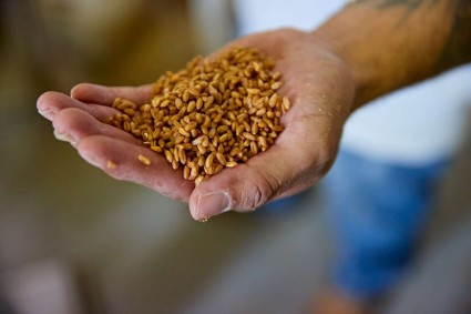 Hand holding grains of organic wheat