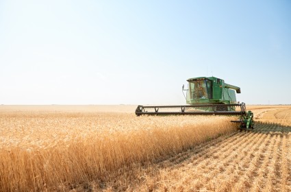 Wheat being harvested in the field