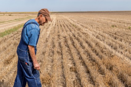 Farmer standing in wheat field 