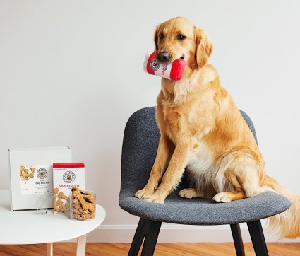 Golden retriever dog sitting on a chair with a plush toy, dog biscuits on a table alongside.
