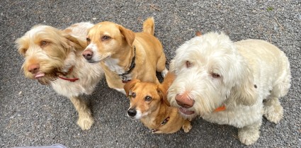 Four dogs lined up, sitting and waiting for their treats.