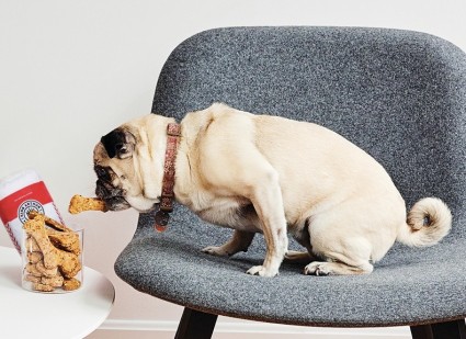 Pug dog sitting on a chair reaching for a dog biscuit on a table.