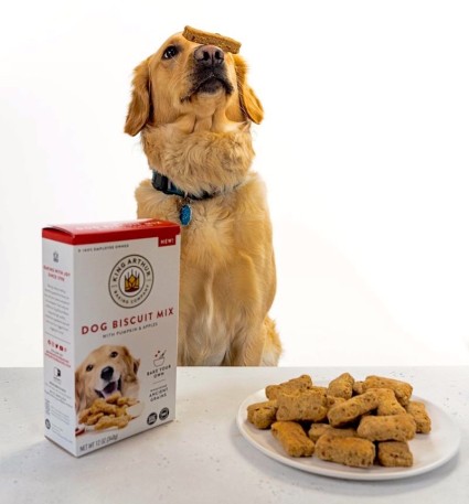  Sadie the Golden Retriever balancing a dog biscuit on her nose in back of a plate of dog biscuits and a box of dog biscuit mix.