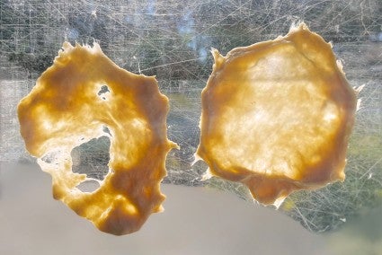 What Is The Windowpane Test For Bread Dough King Arthur Baking What Is The Windowpane Test For Bread Dough King Arthur Baking