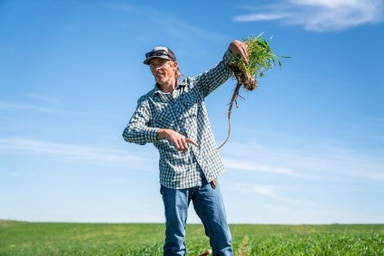 Farmer holding up a plant with long roots
