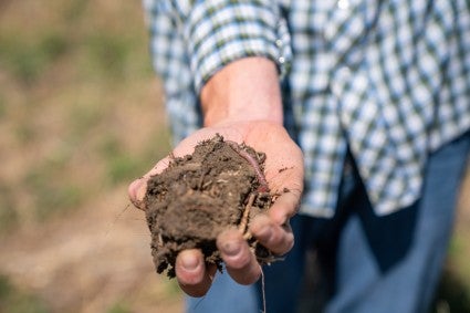 Farmer holding a handful of healthy soil with worms visible